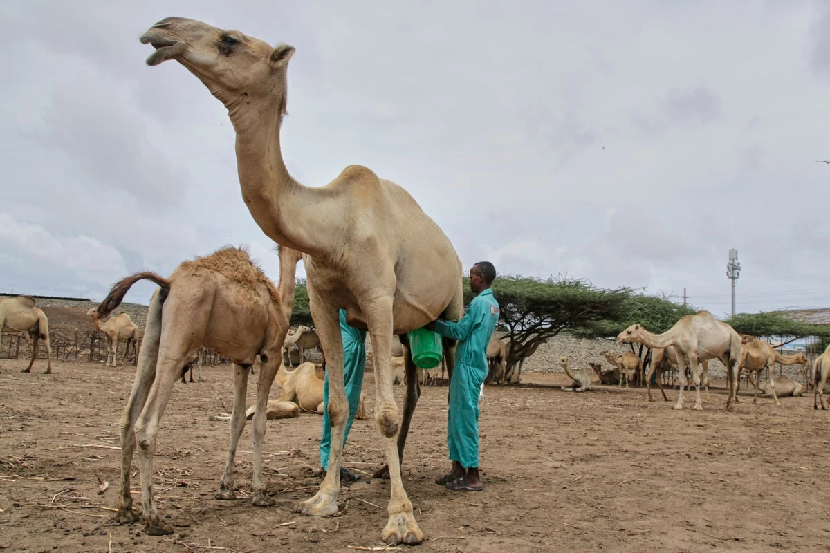 The camel milk revolution is improving nutrition and creating jobs