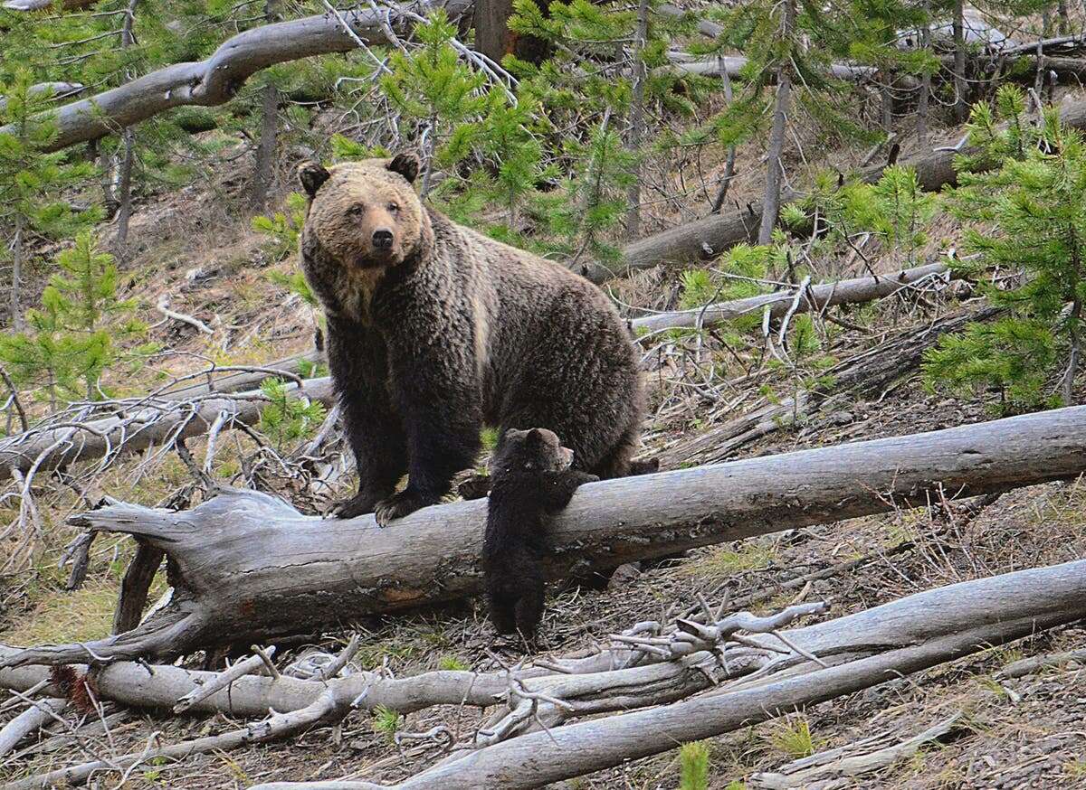 Biden moves to protect grizzly bears before Trump comes to power