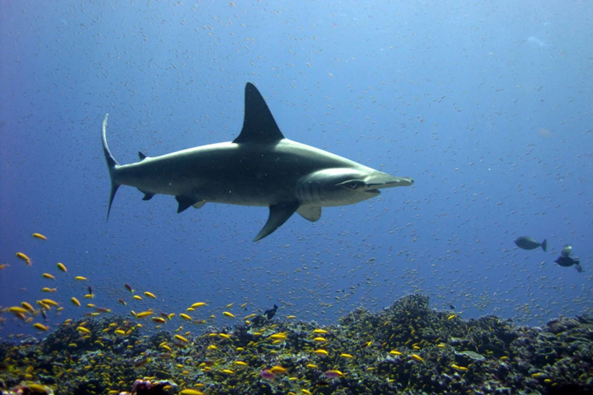 Having shark meat for dinner? It could be an endangered species