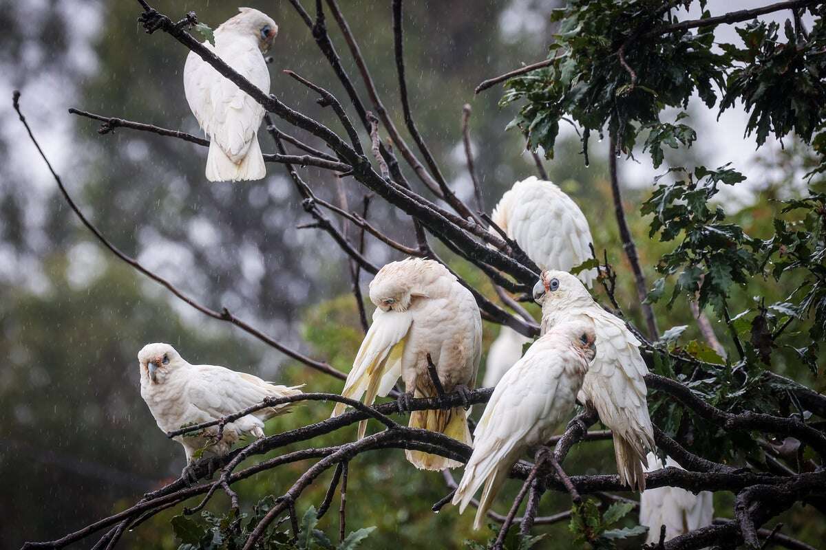 Hundreds of small cockatoos dead in suspected mass poisoning