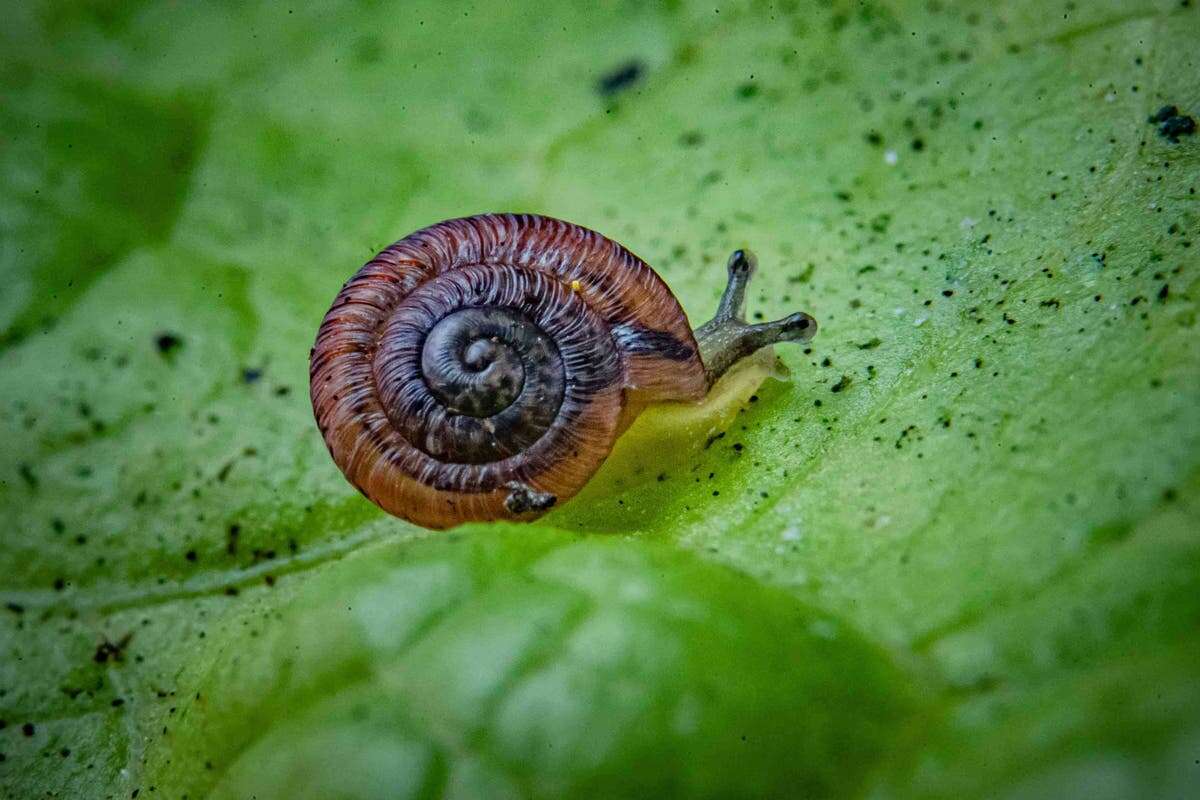 Tiny snail not seen for more than a century saved from extinction