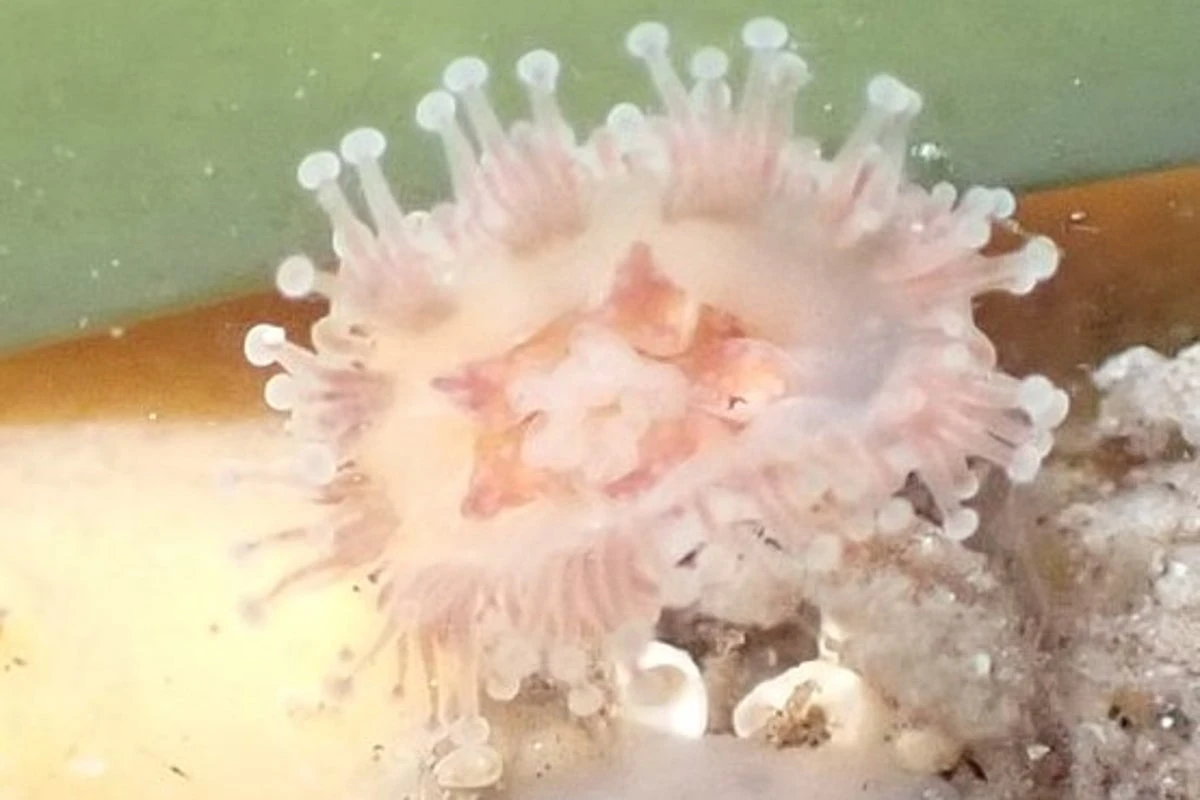 Jellyfish believed to be extinct found in rockpools by tourist