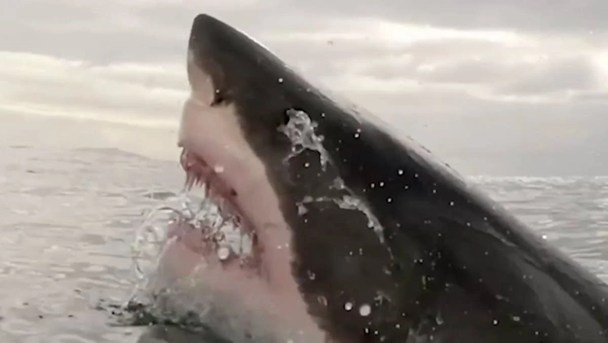 Fossil of great white shark’s extinct 30-foot ancestor found in Mexico