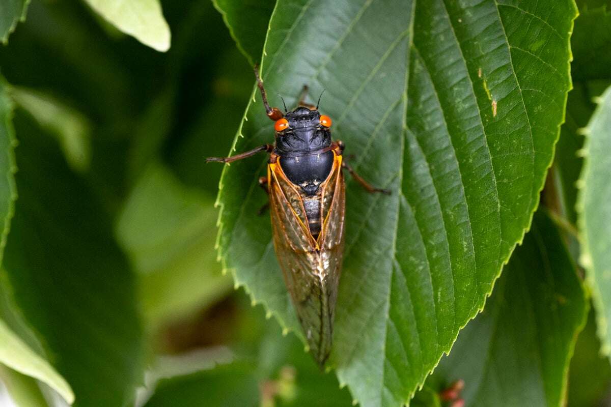 It’s cicada time. Here’s where to expect this year’s noisy brood