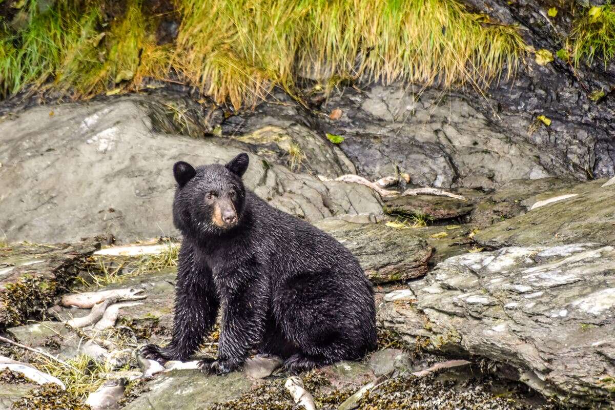 Ten people including children served bear at barbecue