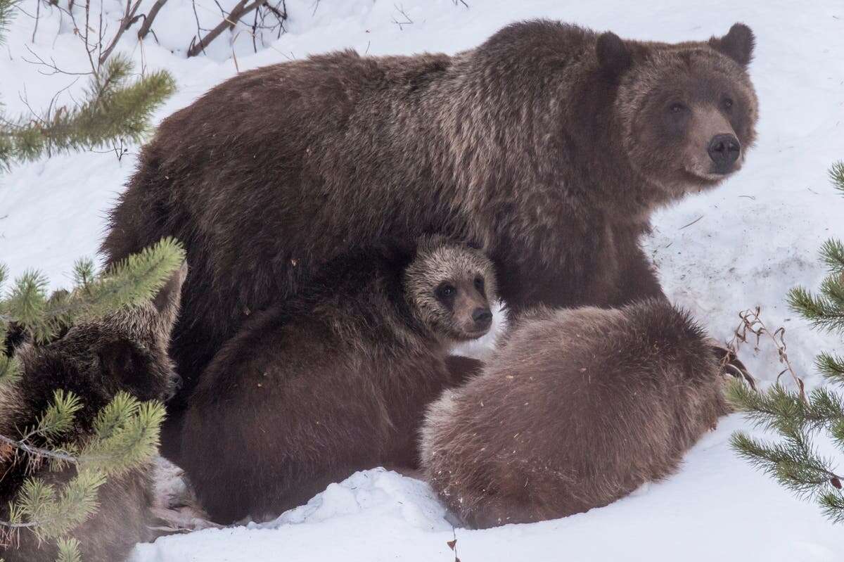 Celebrated Yellowstone grizzly bear is killed by car aged 28