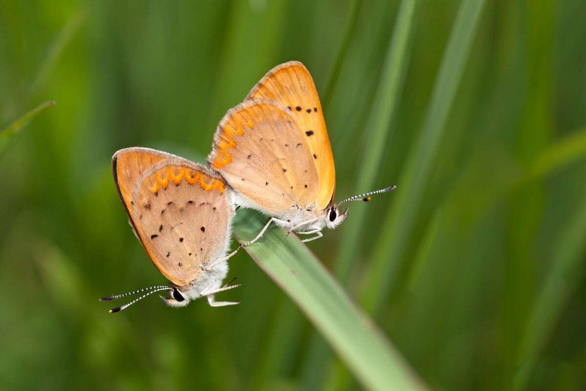 Since 2000, 20 percent of America’s butterflies have vanished