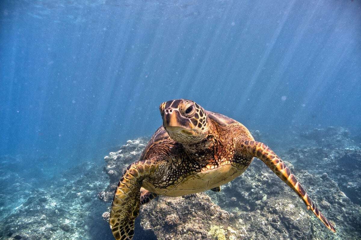 Disney star apologizes after being slammed for touching Hawaii turtles