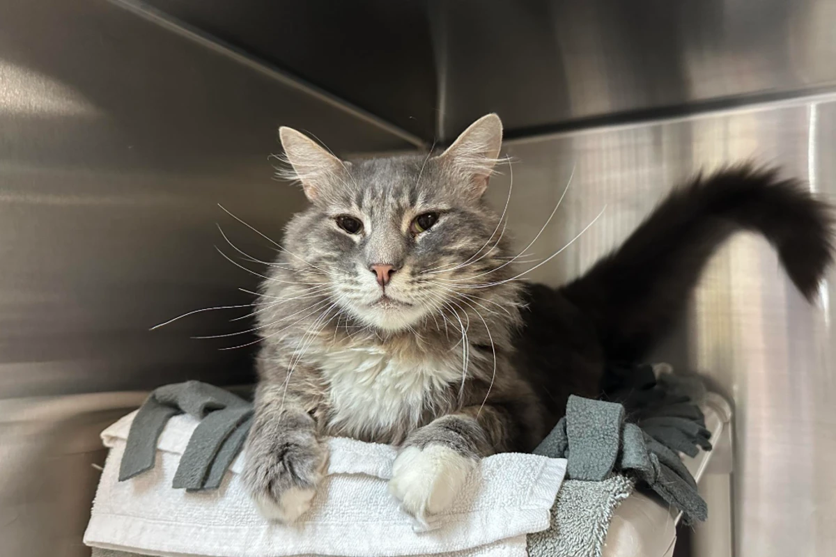 Cat returned to shelter after surviving wildfire finds a new home