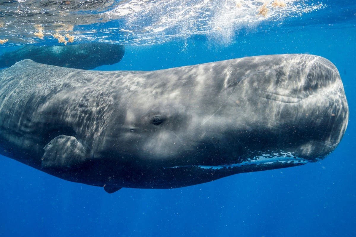Underwater robot shadows sperm whales by listening to their clicks