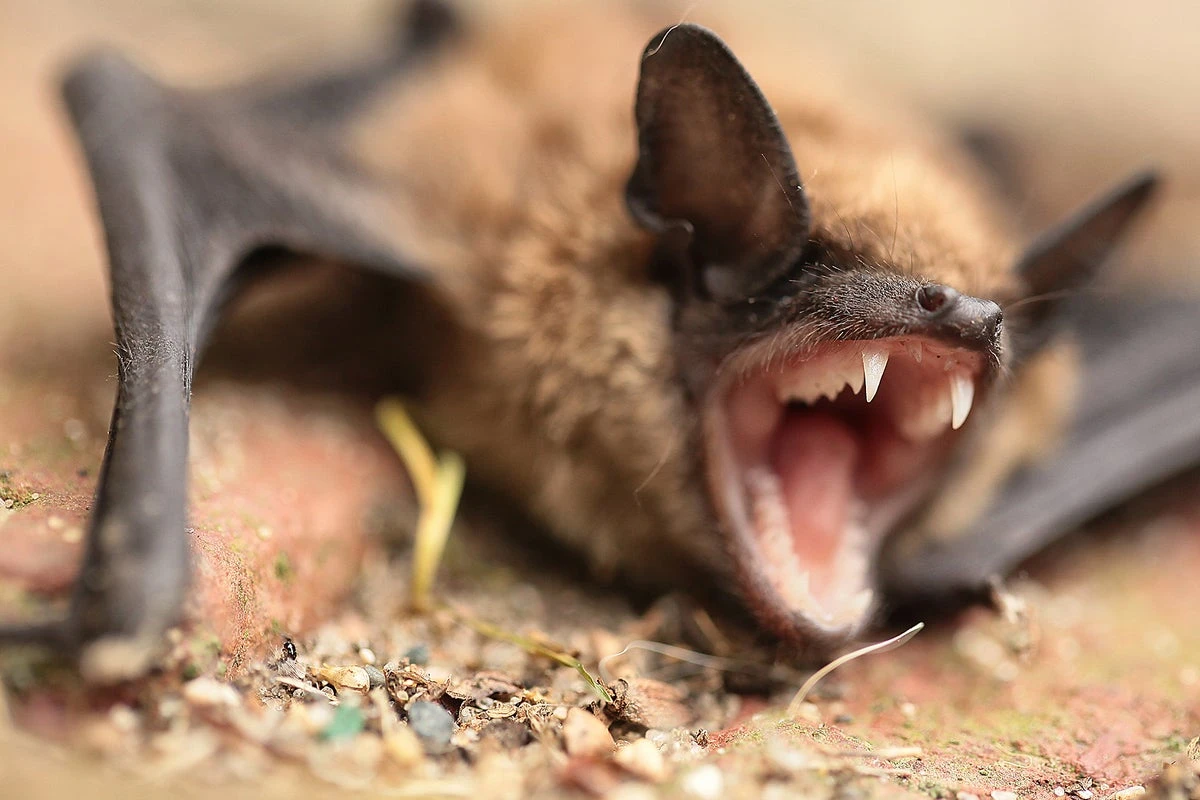 Fears hundreds could have been exposed to rabies at bat-infested cabin