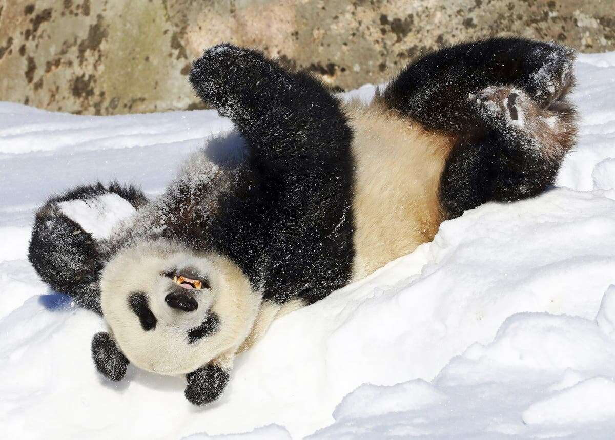 Why a zoo in Finland is returning two giant pandas to China