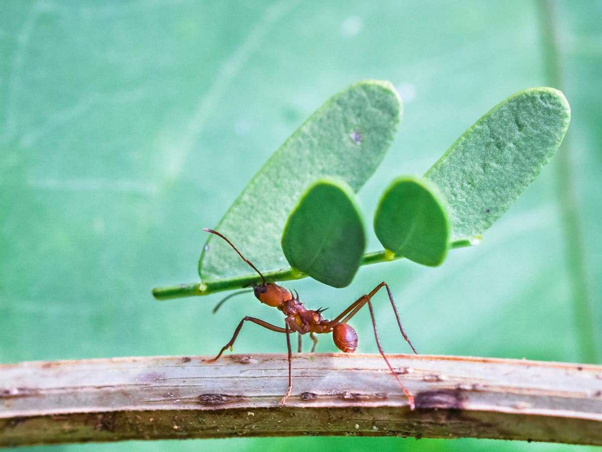 How ants took advantage of an asteroid that killed the dinosaurs