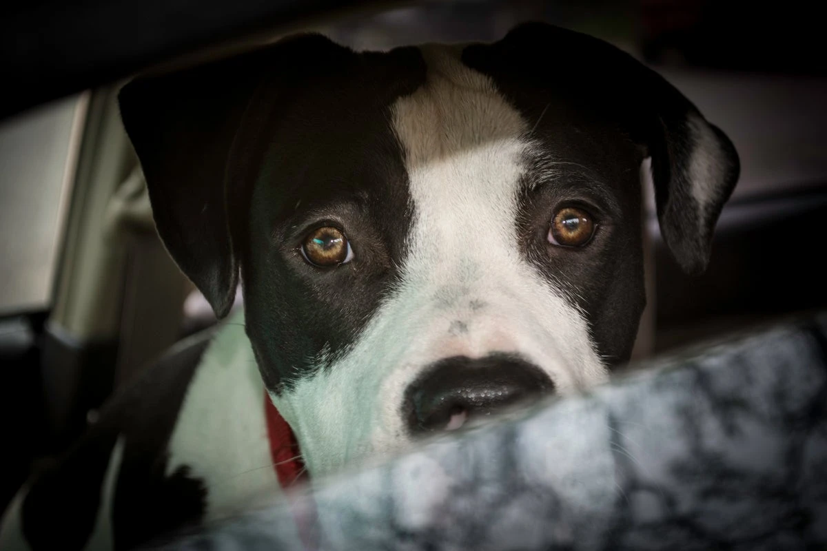 Baby is killed by family pit bull after dog bit the baby’s neck