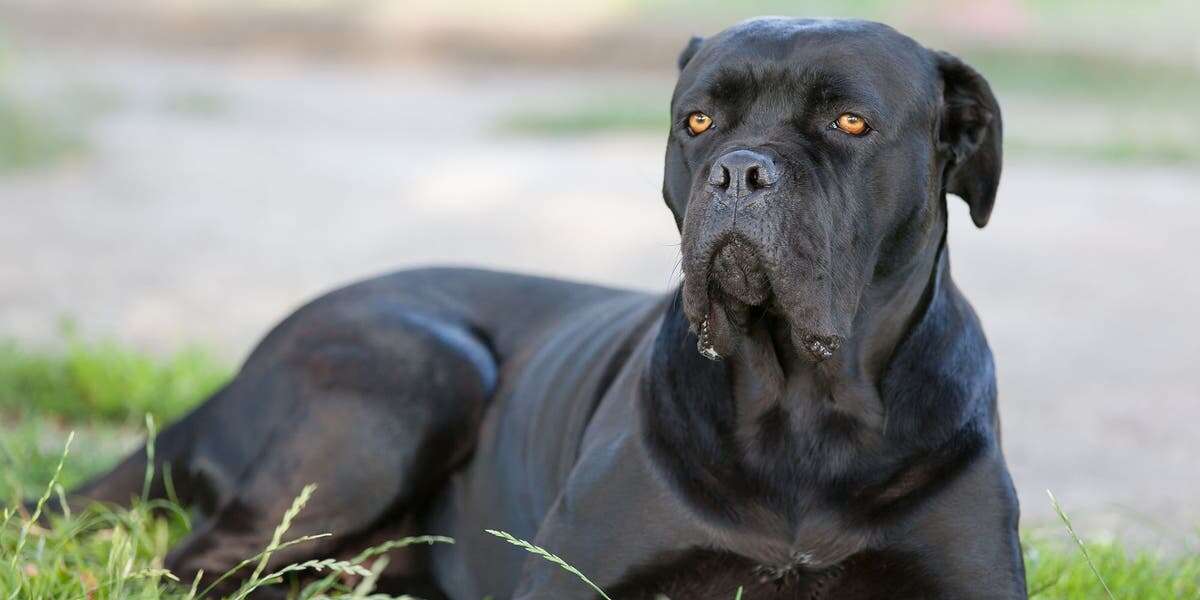 Owner needed plastic surgery after Cane Corso turned on her