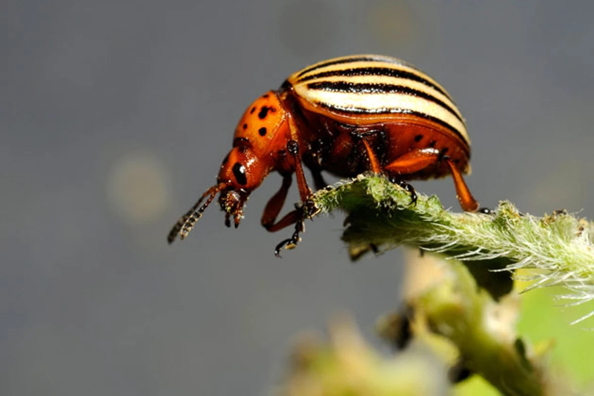 Urgent warning about ‘savage’ beetle ‘devastating’ crops