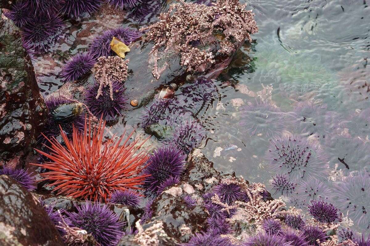 Mysterious plague wiping out sea urchins across world, scientists say