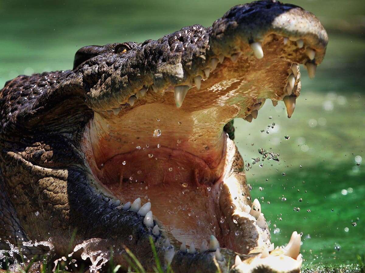 Scientists reveal what stopped crocodiles from evolving to deep divers