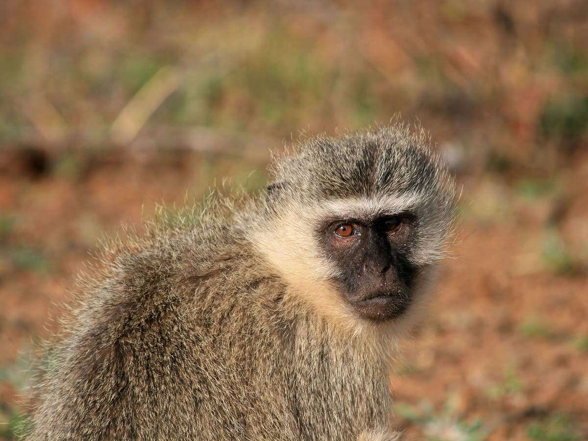 Tennessee woman attacked by monkey as she was feeding her cats