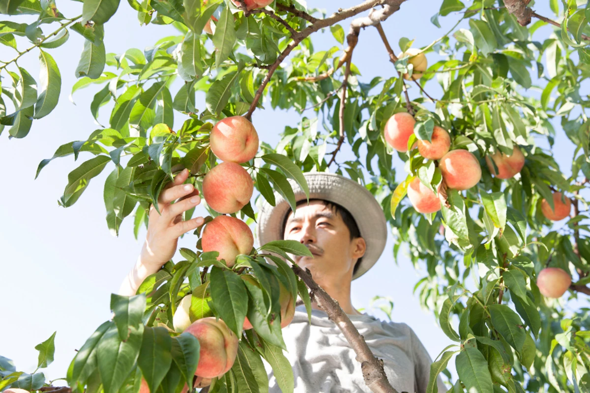 CA farmers to destroy 420,000 peach trees after Del Monte collapses