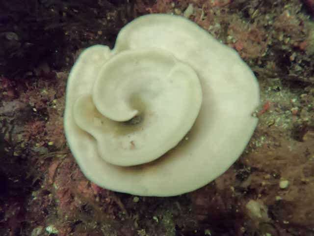 Ocean temperatures cause record bleaching of New Zealand sea sponges