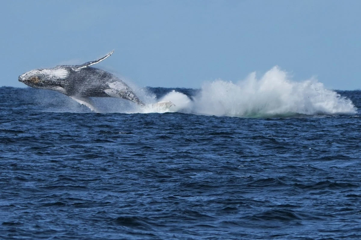 Commuter ferries held up as humpback whales migrate