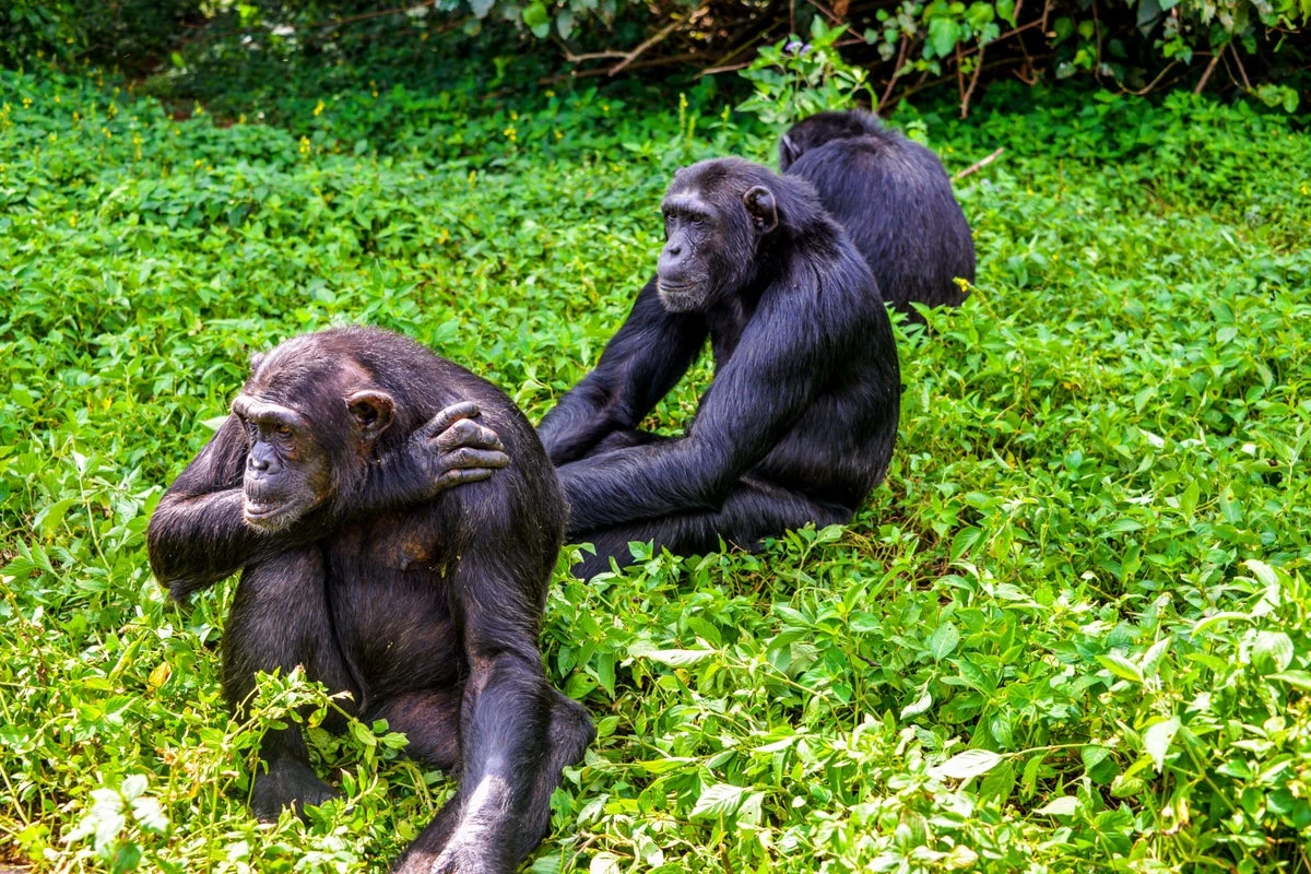Chimps share with children sense of curiosity for social interactions – study