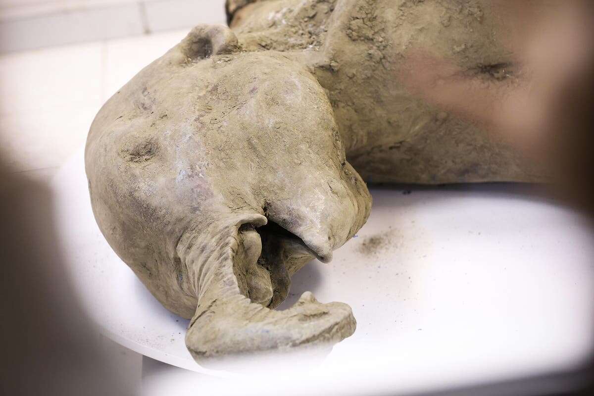 50,000-year-old baby mammoth remains go on display in Russia