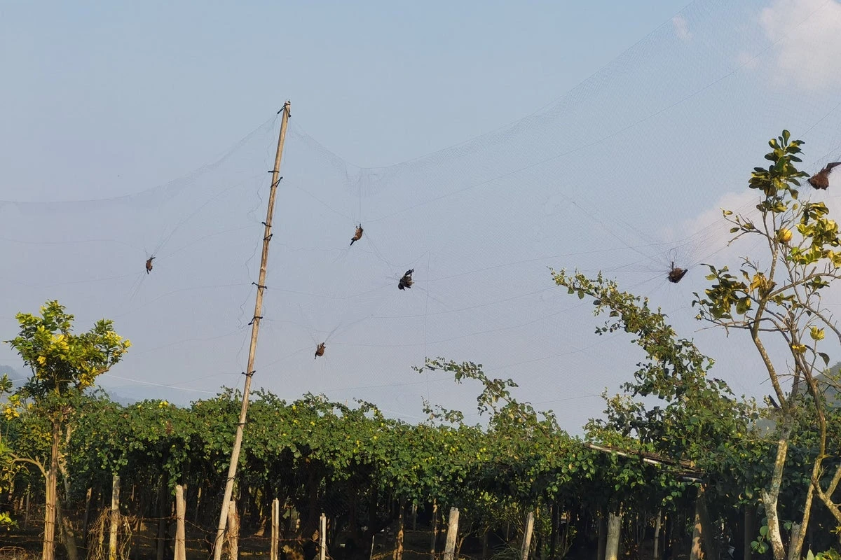 Scientists raise ‘urgent concerns’ over new bat viruses found in China