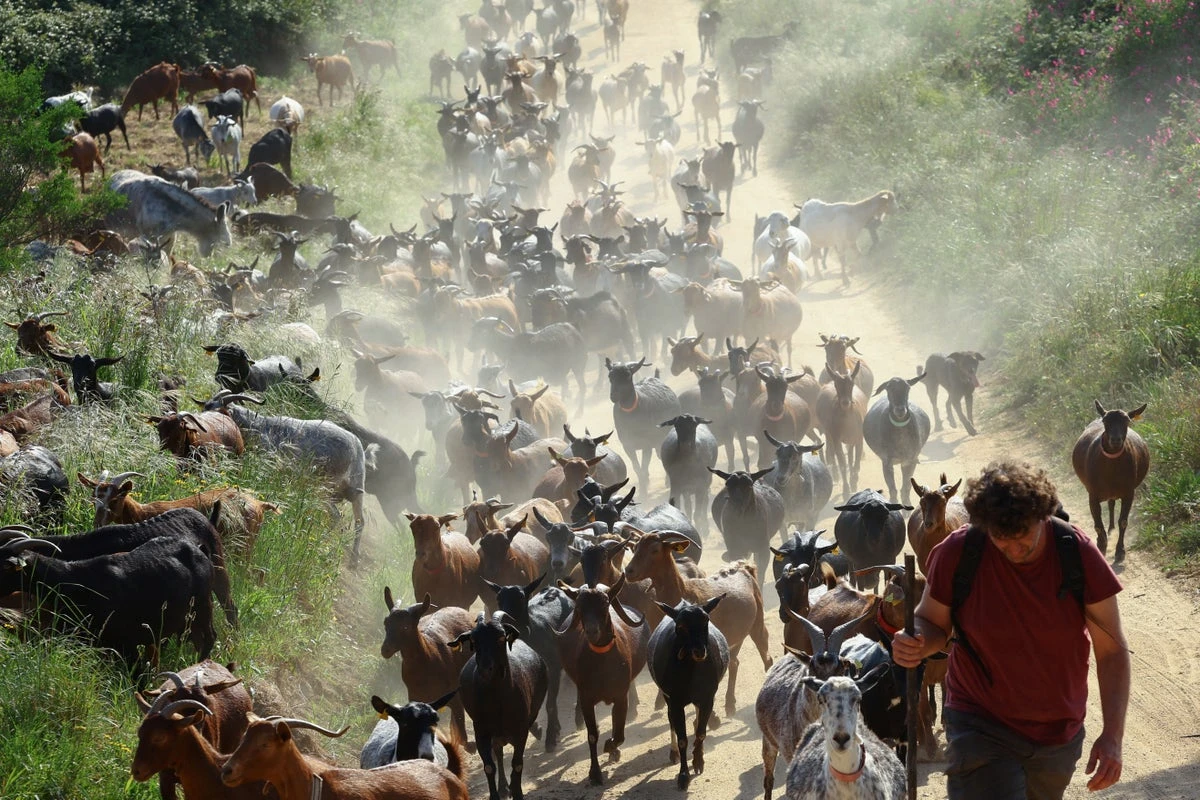 How a herd of hungry goats is helping Spain fight fires