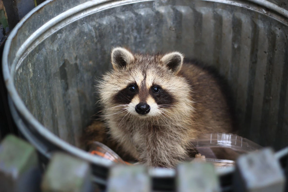 The animal that solves puzzles for fun – even with no treat at the end