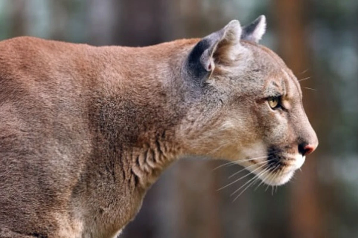 Authorities kill cougar after attack on 11-year-old girl in California