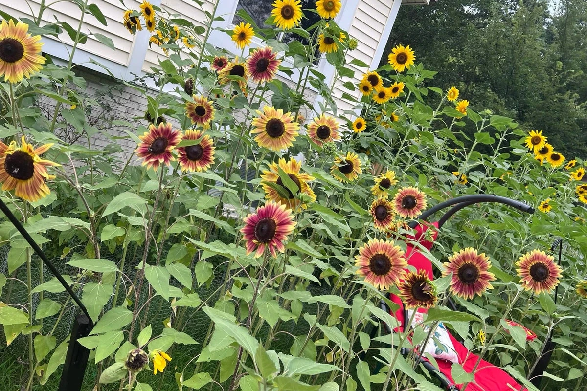 Man’s sunflower memorial garden sparks years-long legal dispute