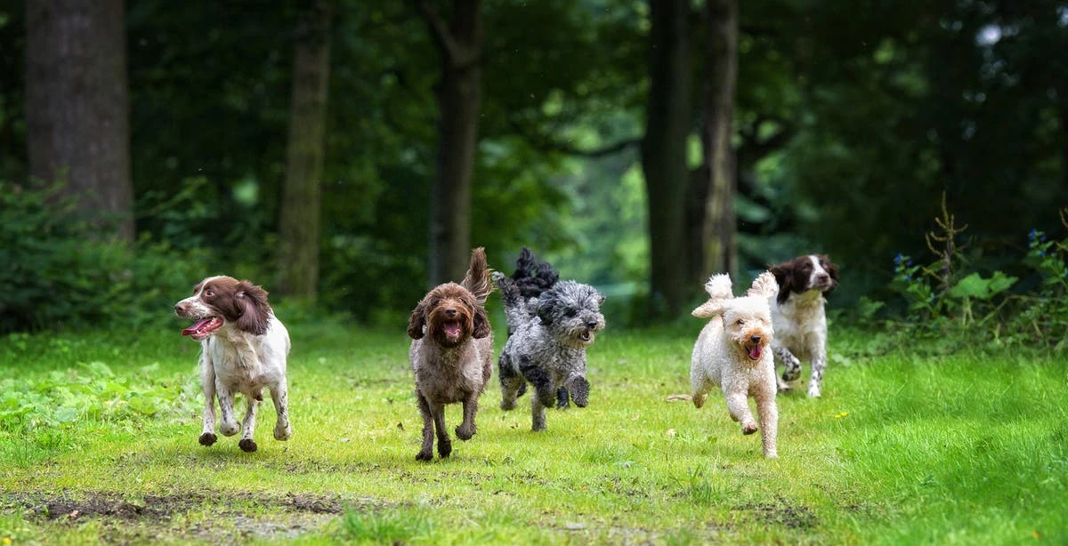 Dogs’ facial markings could affect how close they are with owners