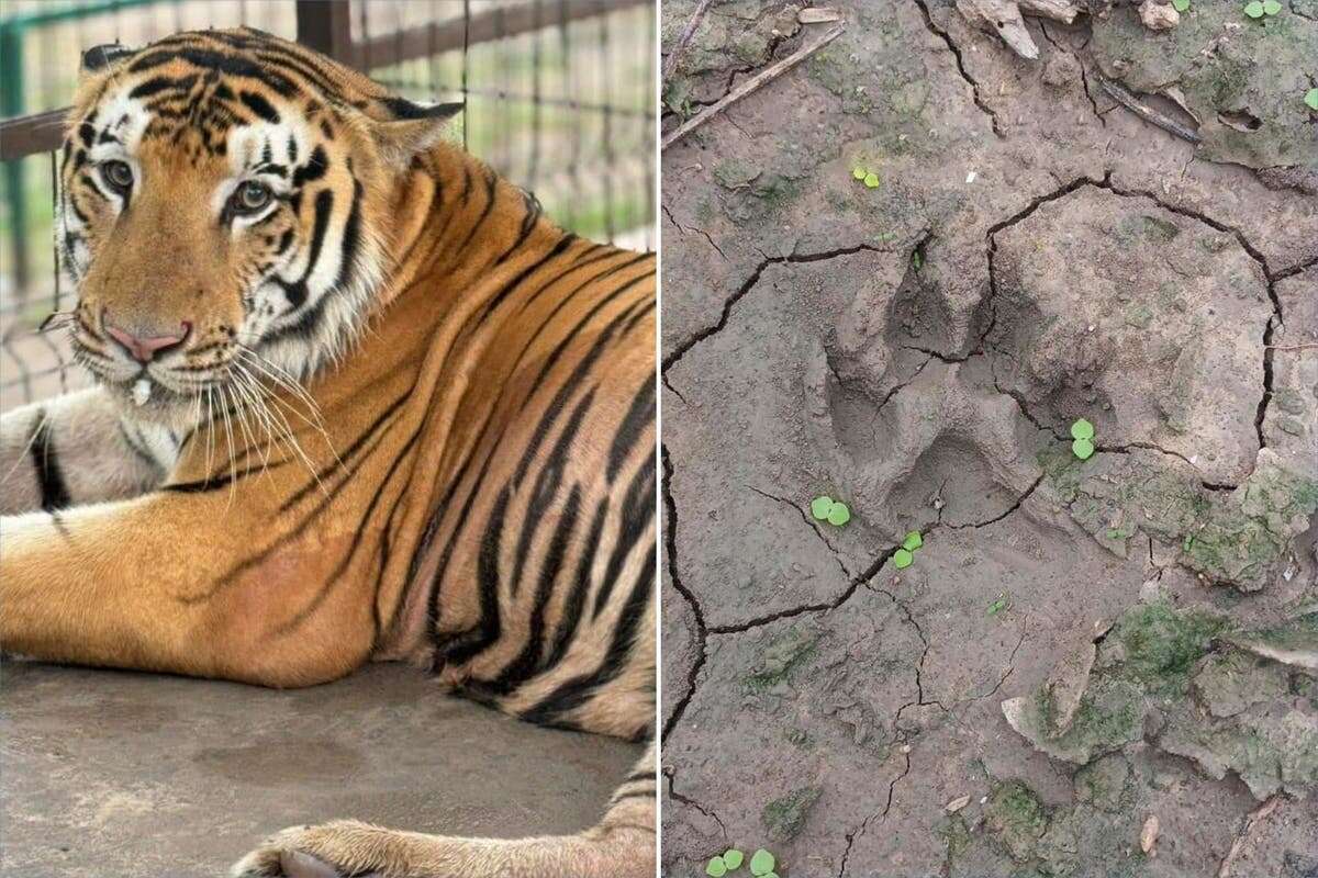 Texas officials fear tiger on the loose after escaping zoo in Mexico