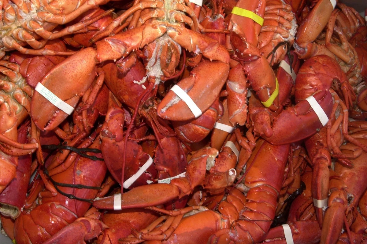 PETA sues Maine Lobster Festival over steaming of 16,000 lobsters