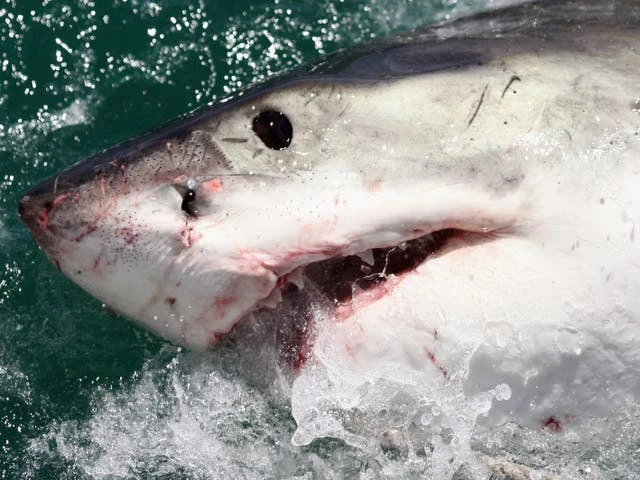 Great whites sharks are swimming close to NYC coasts, trackers reveal