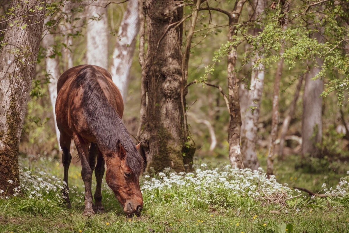 Warning as stallions released in New Forest for breeding season