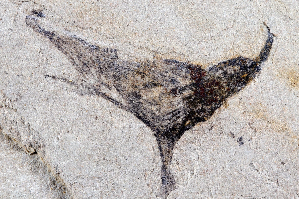 Scientists discover fossils that change what we know about evolution