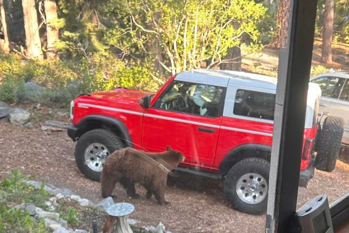Outcry as California bear fatally shot after Tahoe camper attack