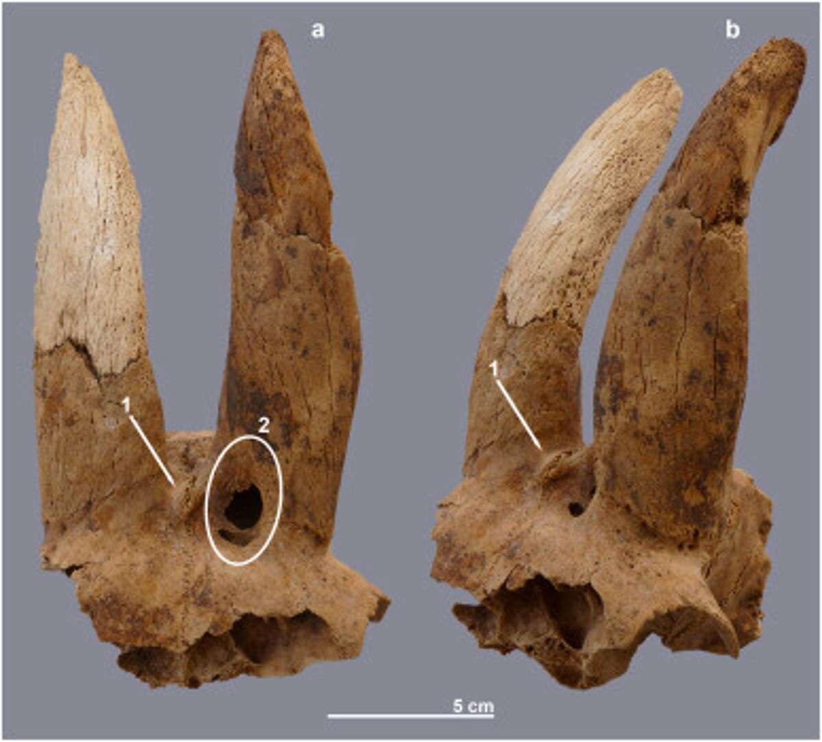 Archaeologists find earliest evidence of livestock horn modification