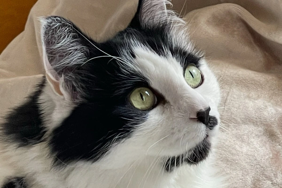 Woman wins full custody of cat after two-year legal battle