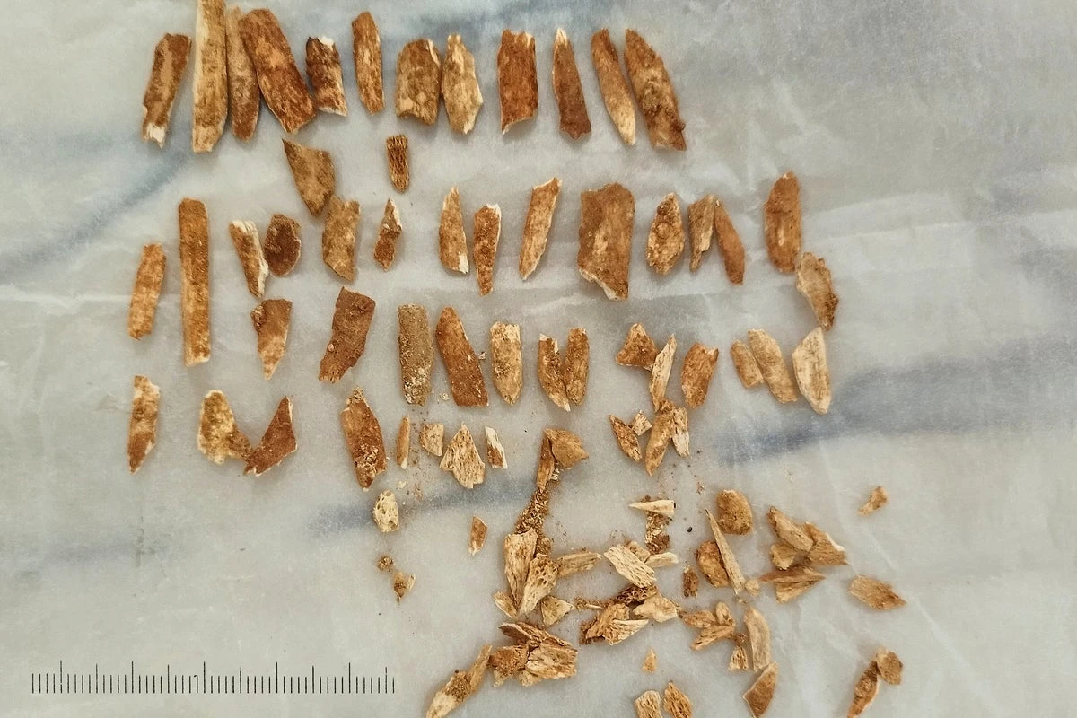 Breakthrough after skeleton of Neanderthal-and-human child found