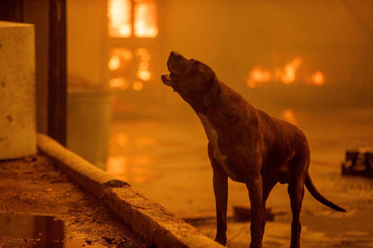 Dogs, horses and peacocks were rescued from the LA fires