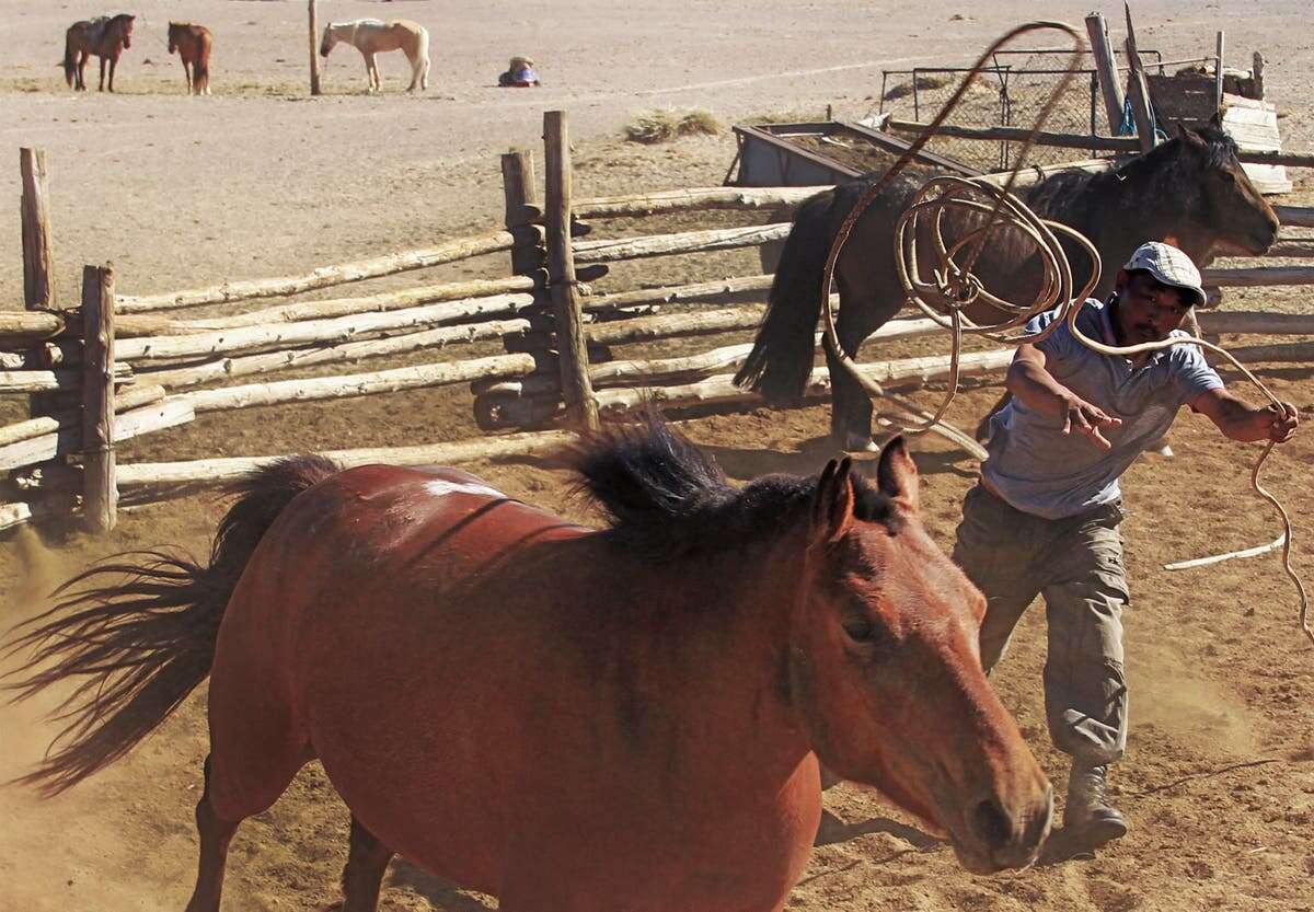 Archaeologists have traced the origin of the horse and why humans ride