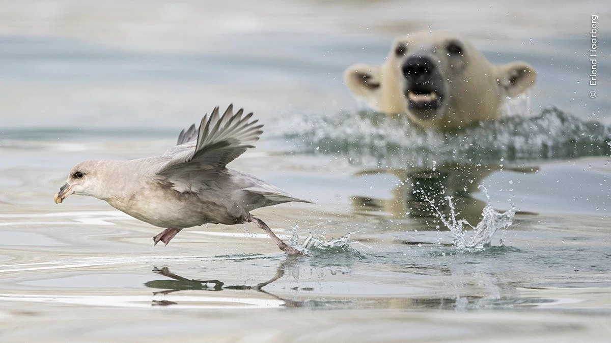 Vote for the Wildlife Photographer People’s Choice Award