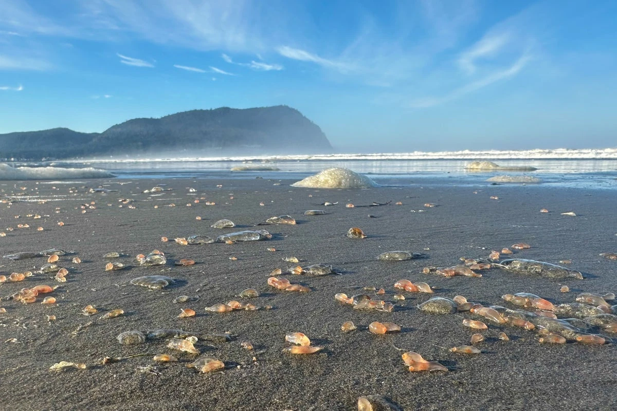 Mystery as thousands of gelatinous pink sea creatures wash ashore