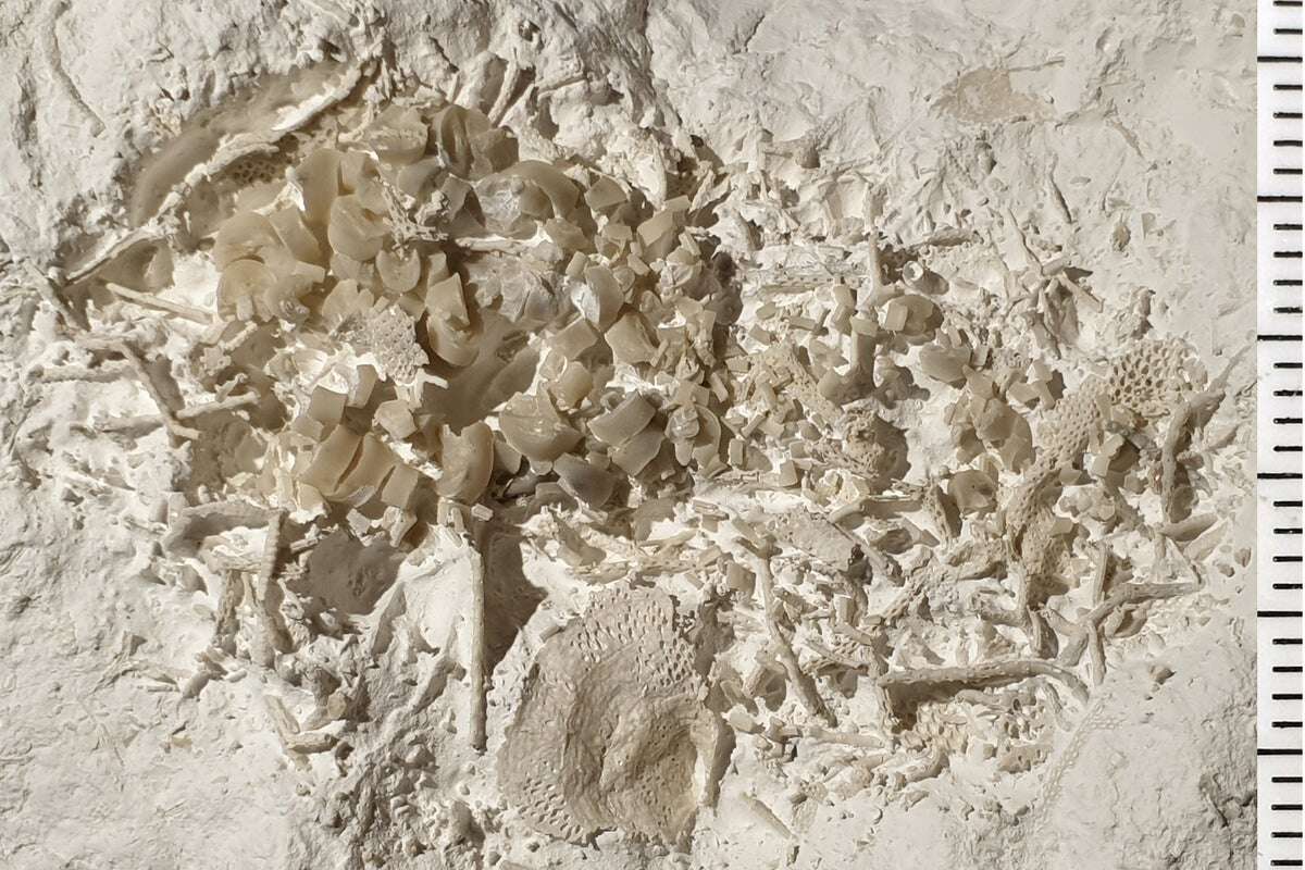 66 million-year-old vomit from time of the dinosaurs found in Denmark