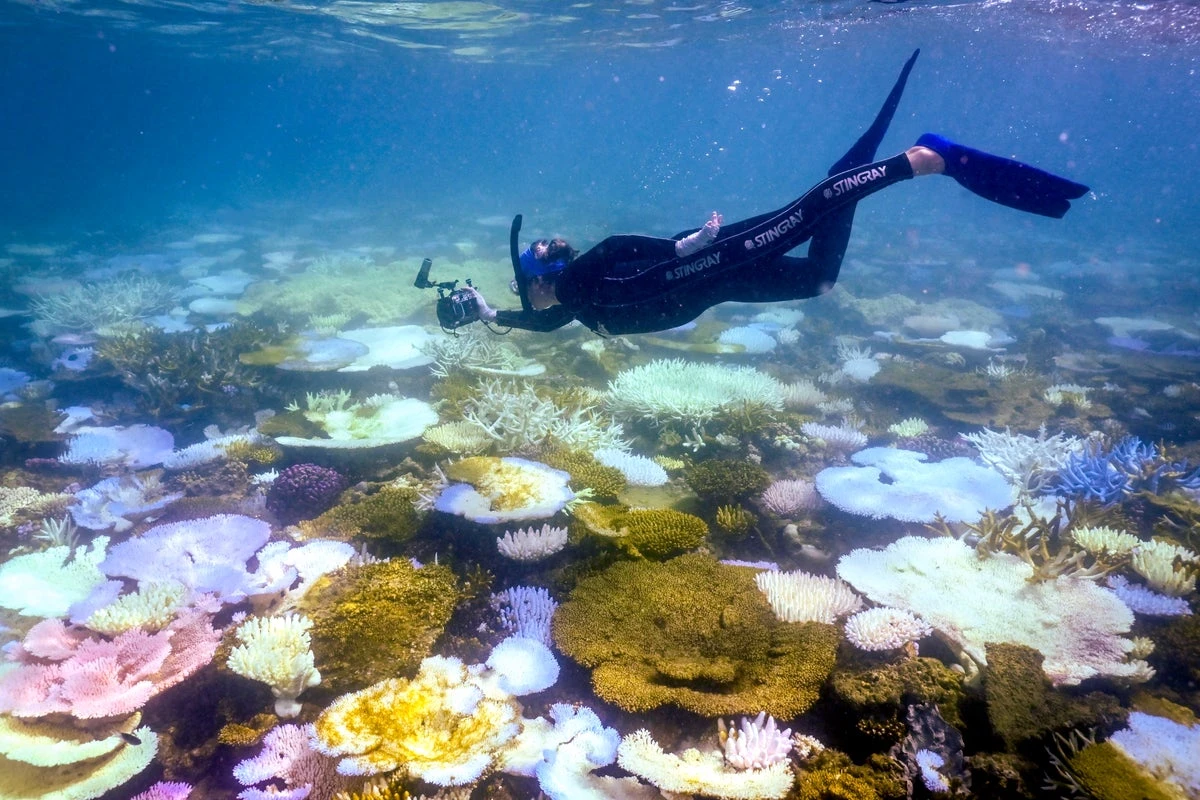 Great Barrier Reef sees sharpest annual coral decline in four decades