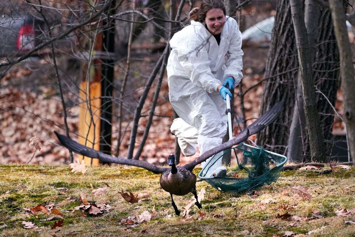 Rescuers scramble to save geese and ducks soaked during oil spill